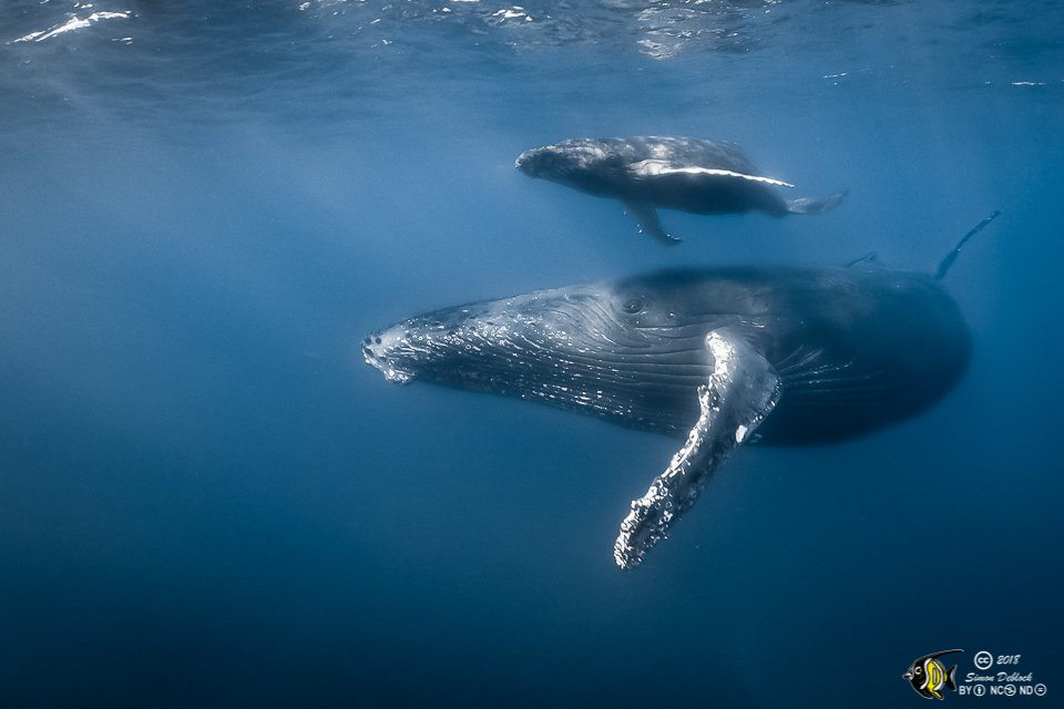 Baleine à bosse avec son petit